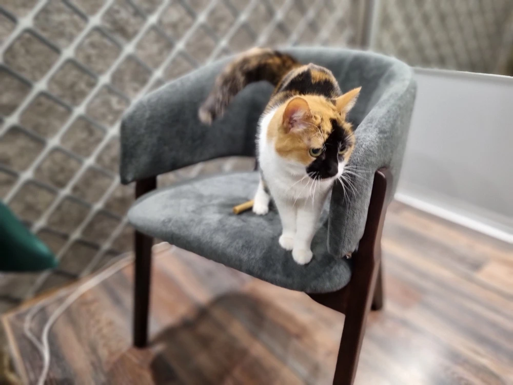 Без комментариев