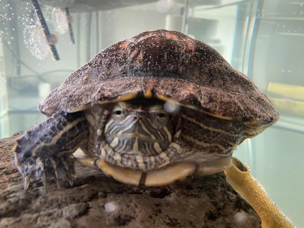 это очерь вкуснова, я уже два раза заказывала и все съела (уже заказываю сейчас третий раз) 😭🥰