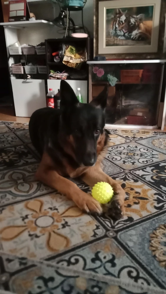 Ну нашему мячик понравился, морда довольная, облизывает, жулькает его и пристает, поиграть, надеюсь хватит надолго, он вообще к игрушкам бережно относится, ну зубы есть зубы, десна им массирует и что заметила, зубы от этих игрушек побелели